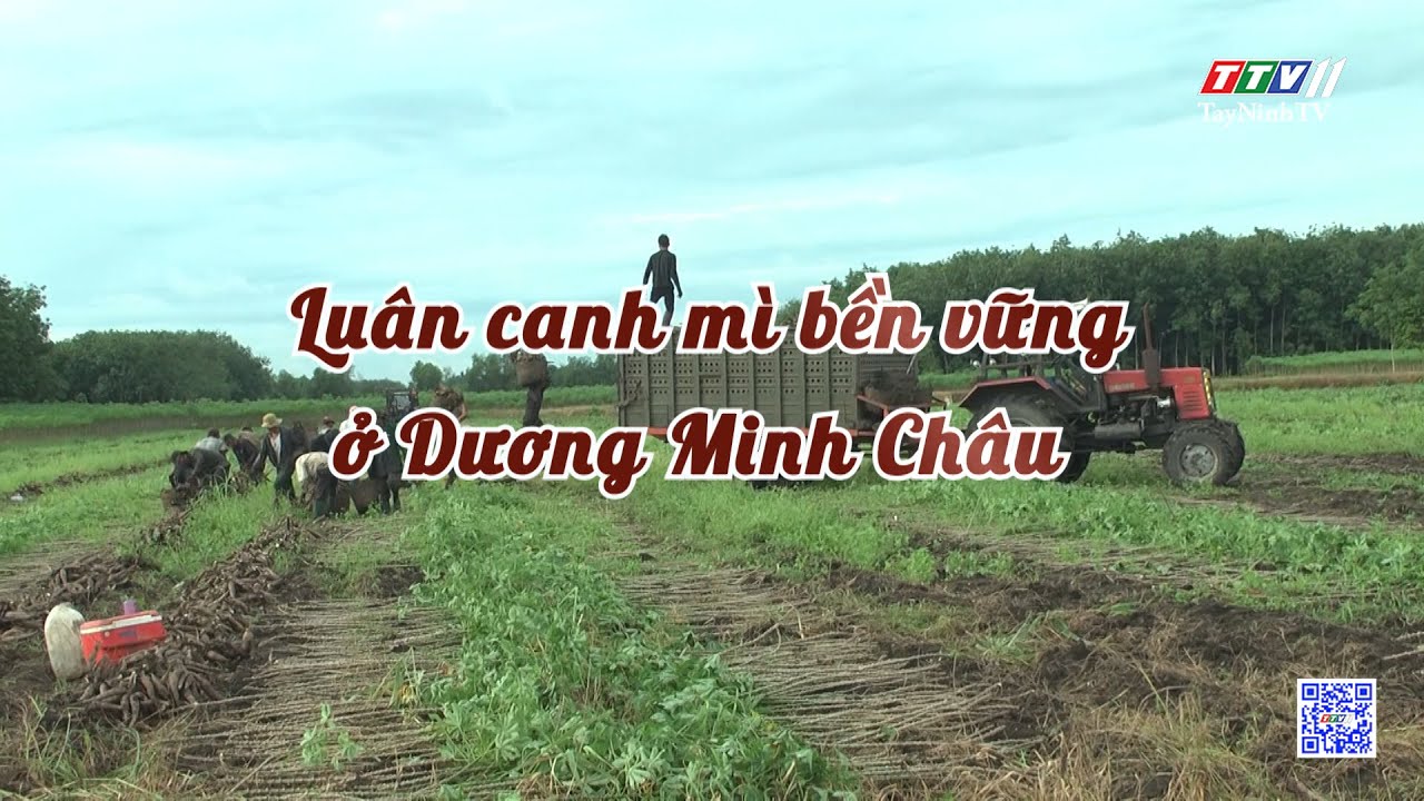 Luân canh mì bền vững ở Dương Minh Châu | Nông nghiệp Tây Ninh | TayNinhTV